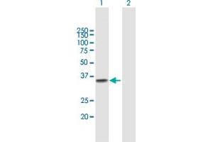 Western Blot analysis of TREX1 expression in transfected 293T cell line by TREX1 MaxPab polyclonal antibody.