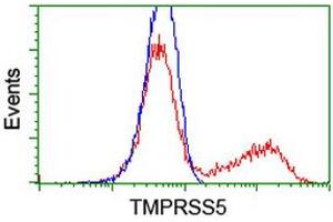 HEK293T cells transfected with either RC223774 overexpress plasmid (Red) or empty vector control plasmid (Blue) were immunostained by anti-TMPRSS5 antibody (ABIN2454958), and then analyzed by flow cytometry. (TMPRSS5 antibody)
