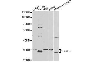 Western blot analysis of extracts of various cell lines, using FASLG antibody. (FASL antibody)