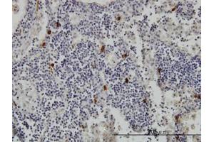 Image no. 1 for anti-Tryptase alpha/beta 1 (TPSAB1) (AA 1-275) antibody (ABIN466111) (TPSAB1 antibody  (AA 1-275))