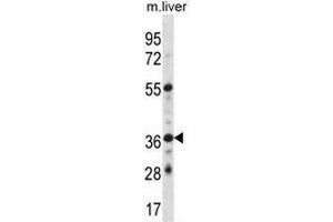 GPER Antibody (C-term) western blot analysis in mouse liver tissue lysates (35µg/lane). (GPER antibody  (C-Term))