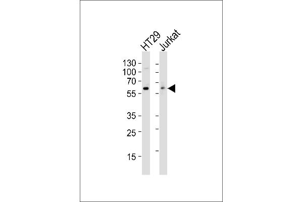 Src antibody