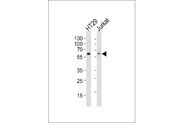 Src antibody