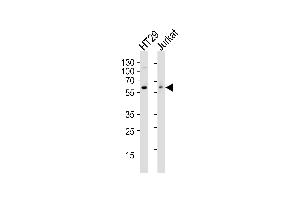 Western blot analysis of lysates from HT29, Jurkat cell line (from left to right), using SRC Antibody (ABIN387822 and ABIN2843908). (Src antibody)