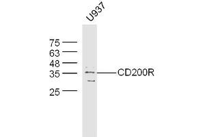 U937 cell lysates probed with Rabbit Anti-CD200R2 Polyclonal Antibody, Unconjugated  at 1:500 for 90 min at 37˚C. (CD200R1L antibody  (AA 151-250))