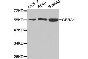 Western Blotting (WB) image for anti-GDNF Family Receptor alpha 1 (GFRA1) antibody (ABIN1876561)