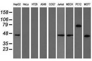 Image no. 3 for anti-Tripartite Motif Containing 2 (TRIM2) (AA 1-100), (AA 645-744) antibody (ABIN1490544) (TRIM2 antibody  (AA 1-100, AA 645-744))