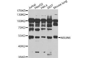 Western blot analysis of extracts of various cell lines, using NSUN6 antibody (ABIN6293413) at 1:1000 dilution. (NSUN6 antibody)