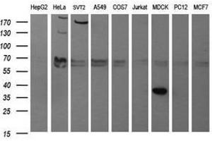 Image no. 1 for anti-Synaptophysin (SYP) antibody (ABIN1501259) (Synaptophysin antibody)