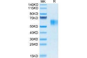 Biotinylated Human Fc gamma RI/CD64 on Tris-Bis PAGE under reduced condition. (FCGR1 Protein (AA 16-288) (His-Avi Tag,Biotin))