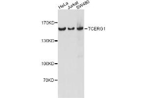 Western blot analysis of extracts of various cell lines, using TCERG1 antibody.