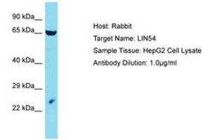Image no. 1 for anti-Lin-54 Homolog (LIN54) (C-Term) antibody (ABIN6750578) (LIN54 antibody  (C-Term))