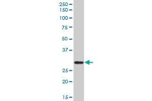C1QA MaxPab polyclonal antibody. (C1QA antibody  (AA 23-245))