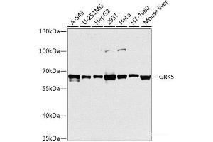 Western blot analysis of extracts of various cell lines using GRK5 Polyclonal Antibody at dilution of 1:1000. (GRK5 antibody)