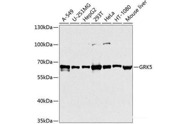 GRK5 antibody