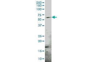 PSMC3 MaxPab polyclonal antibody. (PSMC3 antibody  (AA 1-439))