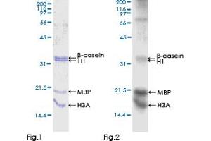 CDK18 Protein (AA 1-472) (GST tag)