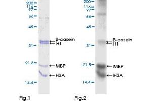 Western Blotting (WB) image for Cyclin-Dependent Kinase 18 (CDK18) (AA 1-472) protein (GST tag) (ABIN1314378) (CDK18 Protein (AA 1-472) (GST tag))