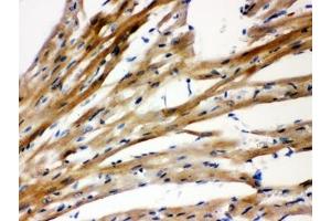 IHC-P: Presenilin 2 antibody testing of rat heart tissue