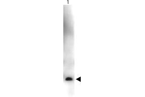 Western Blot showing detection of Recombinant Human VEGF-165. (VEGF antibody  (HRP))