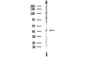 anti-Testis-Specific Serine Kinase 1 (TSSK1) (Internal Region) antibody
