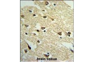 Formalin-fixed and paraffin-embedded mouse brain tissue reacted with ADCY8 Antibody (Center), which was peroxidase-conjugated to the secondary antibody, followed by DAB staining. (ADCY8 antibody  (AA 946-972))