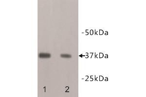 Western Blotting (WB) image for anti-Nanog Homeobox (NANOG) antibody (ABIN1854947) (Nanog antibody)