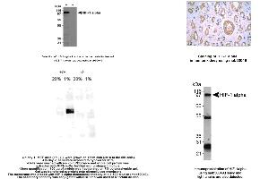 Image no. 1 for anti-Hypoxia Inducible Factor 1, alpha Subunit (Basic Helix-Loop-Helix Transcription Factor) (HIF1A) (AA 432-528) antibody (ABIN363203) (HIF1A antibody  (AA 432-528))