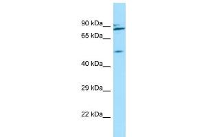 WB Suggested Anti-NUP54 Antibody Titration: 1.