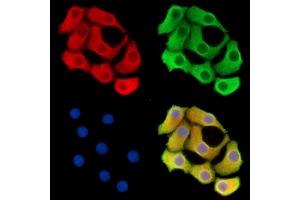 ABIN7096128 and ABIN7100190 staining Hela cells by IF/ICC. (KIAA0100/BCOX1 antibody)