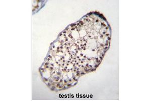 TSGA10IP Antibody (C-term) (ABIN655354 and ABIN2844913) immunohistochemistry analysis in formalin fixed and paraffin embedded human testis tissue followed by peroxidase conjugation of the secondary antibody and DAB staining. (TSGA10IP antibody  (C-Term))