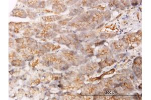 Immunoperoxidase of monoclonal antibody to GBP1 on formalin-fixed paraffin-embedded human pancreas. (GBP1 antibody  (AA 1-592))