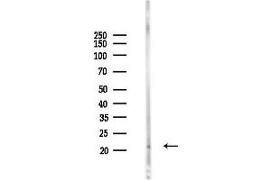 Western blot analysis of lysates from Mouse liver, using SER Antibody at 1/1000 dilution.