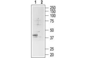 Western blot analysis of rat brain lysate: - 1. (SSTR4 antibody  (2nd Extracellular Loop))