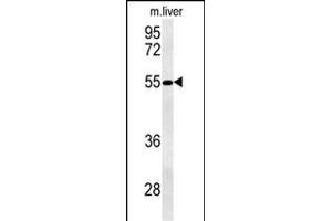NL3 Antibody (N-term) (ABIN651514 and ABIN2840273) western blot analysis in mouse liver tissue lysates (35 μg/lane). (NIPAL3 antibody  (N-Term))