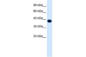 Western Blotting (WB) image for anti-Transcription Factor AP-4 (Activating Enhancer Binding Protein 4) (TFAP4) antibody (ABIN2460730)