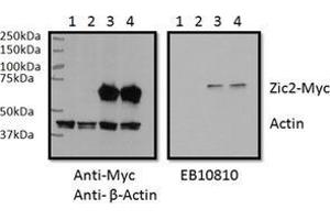 RWPE1 lysate (60 µg protein in RIPA buffer) overexpressing Human ZIC2 with C-terminal MYC tag probed with ZIC2 Antibody  (0.