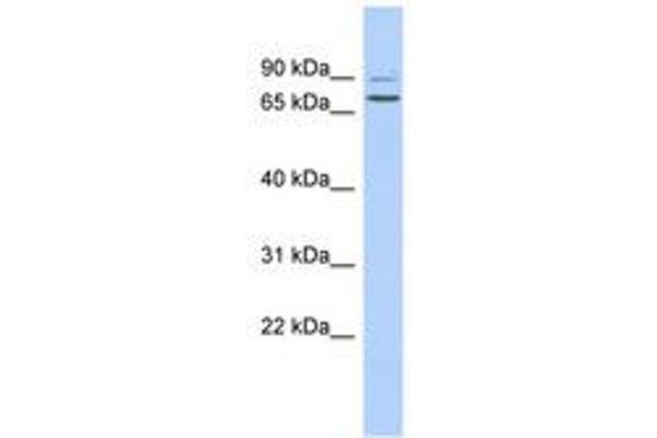 TPRN antibody  (AA 420-469)