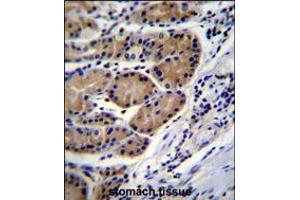 CTSO Antibody immunohistochemistry analysis in formalin fixed and paraffin embedded human stomach tissue followed by peroxidase conjugation of the secondary antibody and DAB staining. (CTSO antibody  (N-Term))