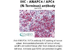 Image no. 2 for anti-Anaphase Promoting Complex Subunit 4 (ANAPC4) (N-Term) antibody (ABIN1731762) (ANAPC4 antibody  (N-Term))