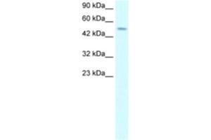 Western Blotting (WB) image for anti-Transcription Factor AP-2 delta (Activating Enhancer Binding Protein 2 Delta) (TFAP2D) antibody (ABIN2460165) (TFAP2D antibody)