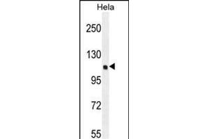 KI Antibody (C-term) (ABIN655488 and ABIN2845010) western blot analysis in Hela cell line lysates (35 μg/lane). (KIAA0999 (AA 1233-1263), (C-Term) antibody)