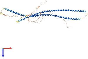 AlphaFold protein structure predicition of Human Recombinant KRT82 Protein, UniprotID Q9NSB4 (Keratin 82 Protein (KRT82) (AA 1-513) (His tag))