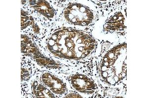 IHC analysis of KLF13 using anti-KLF13 antibody (ABIN7602036). (KLF13 antibody  (AA 56-260))