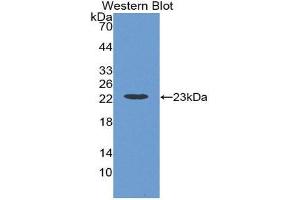 Western Blotting (WB) image for anti-Interferon alpha (IFNA) (AA 24-192) antibody (ABIN3209653) (IFNA antibody  (AA 24-192))