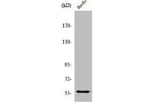 Western Blot analysis of HuvEc cells using MMP-19 Polyclonal Antibody (MMP19 antibody  (N-Term))