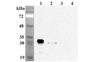 Western blot analysis using anti-NQO1 (human), mAb (Skiny-1)  at 1:5'000 dilution. (NQO1 antibody)