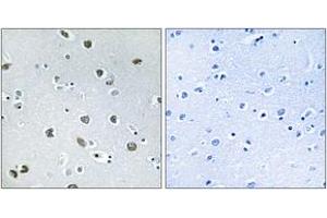 Immunohistochemistry analysis of paraffin-embedded human brain tissue, using NXPH4 Antibody. (Neurexophilin 4 antibody  (AA 216-265))