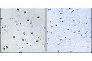 Immunohistochemistry analysis of paraffin-embedded human brain tissue, using NXPH4 Antibody.