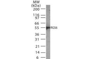 Image no. 1 for anti-Regulator of G-Protein Signaling 6 (RGS6) (AA 182-198) antibody (ABIN233211) (RGS6 antibody  (AA 182-198))